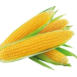 Kurkuruz